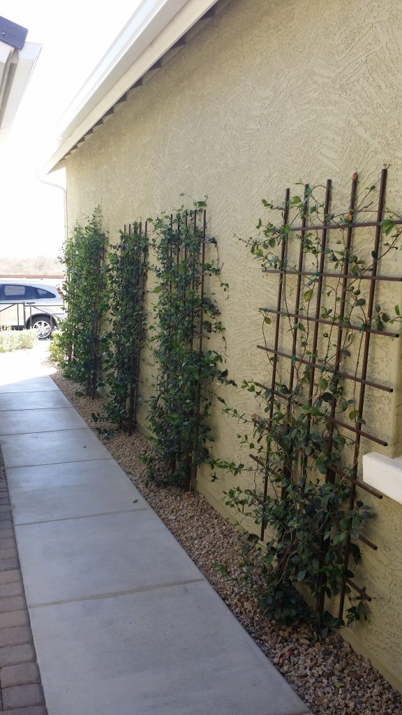 Gallery Arizona Trellis Gardening Trellises